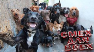 Приколы Милые и смешные собаки и песики ПРИКОЛЫ С ЖИВОТНЫМИ ДО СЛЕЗ Смешные СОБАКИ