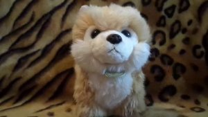 7Обзор на мягкую игрушку Померанский Шпиц