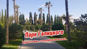 Парк Галицкого Краснодар, пальмовая аллея