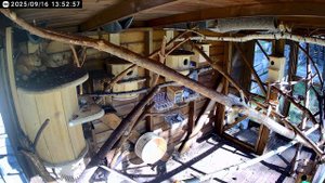 Белки Бельчатник