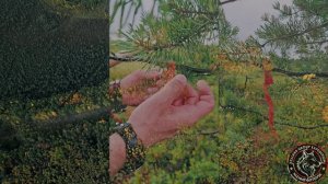 Экспедиция 13.09.2025 на Медвежью горку г. Нижневартовск