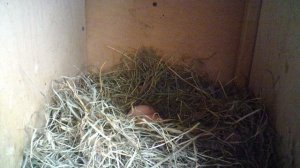 Куриный урожай