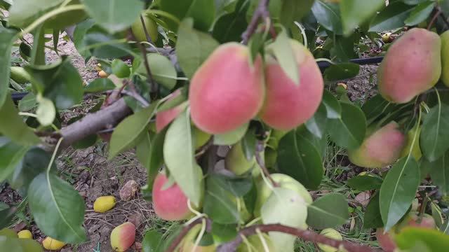 груша Киргизская Зимняя смотреть онлайн