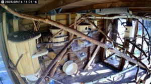 БЕЛКИ БЕЛЬЧАТНИК