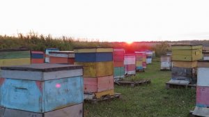 Вечер на нашей пасеке. Medku.ru