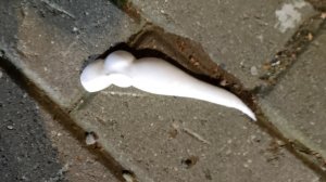 режем сквишик