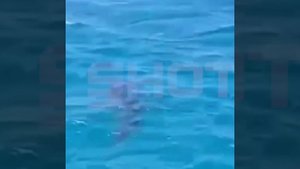 В Египте нашествие акул,

В стране уже закрыли минимум 10 пляжей, а всех новоприбывших туристов пред