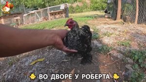 Содержание кур в домашних условиях и других птиц во дворе у Роберта 🐣🐤🦆🐔🪿🦃 (239)