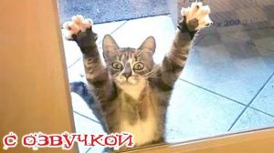 Приколы с котами! С ОЗВУЧКОЙ! Смешные коты и собаки! САМЫЕ СМЕШНЫЕ ЖИВОТНЫЕ!