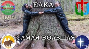 Самая большая ёлка? Заозерский заказник в Карелии.