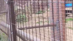 QGDU3930 Видео от опекуна Светланы