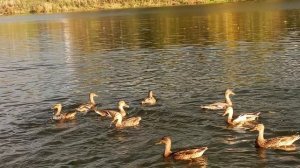 утки осенью