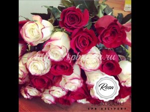 51 роза Эквадор 60 см - Spbroza.ru
