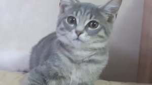 котики