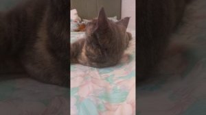 Sonadow. Книга называется: Страх любого беременного (1 глава). Автор: Паренкова Мария.
(котики фон)