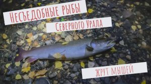 Несъедобные рыбы Северного Урала жрут мышей