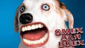 Смешные Собаки, Приколы про Собак, Смешные Животные, Смешные Видео