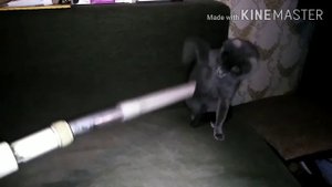 8-2020 Кошка и пылесос! Смешные кошки!