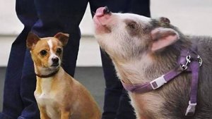 🐶 ЧАС САМЫХ СМЕШНЫХ ВИДЕО 3 С КОШКАМИ И СОБАКАМИ😻🐶 Смешные и милые животные 2025 года