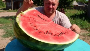 ©Астраханский арбуз. Сергей Весенин-стихи и песни