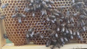 Светлый и темный мёд в одной рамке