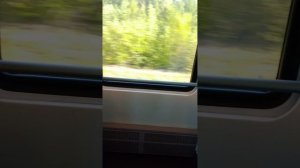 Кто переломал все берёзы?