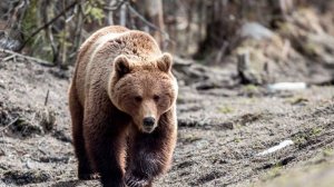 Власти Златоуста опровергли информацию, что медведь разрыл могилу в округе