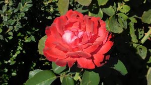 15=09=2025  ник   (24)