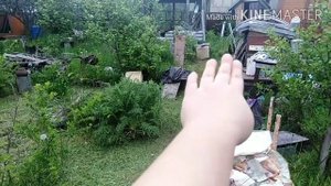 19-2020 ТЛЯ на Смородине, ЗЕМЛЯНАЯ КРЫСА и Трава по Пояс _Elena Pero