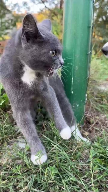 Мы тут пару дней в деревне погуляли 😁 смотреть онлайн