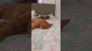 Sonadow. Название книги: Страх любого беременного(5 глава). Автор: Паренкова Мария. (котики на фоне)