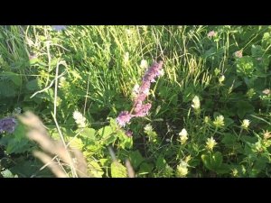 Разнотравие Самарская область