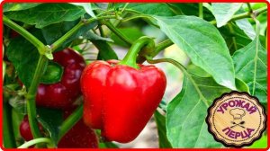 Заканчивается дачный сезон__УБОРКА УРОЖАЯ