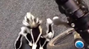 Парень заснял семейство скунсов, которые подошли изучить его велосипед.