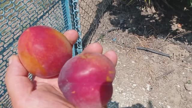 Слива Формоза. смотреть онлайн