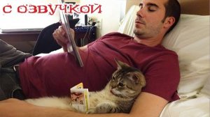 Приколы с котами! С ОЗВУЧКОЙ! Смешные коты и кошки! Самые смешные животные! ДО СЛЁЗ!