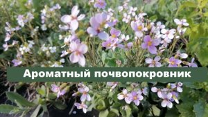 Арабис Альпийский - почвопокровник, ароматный, вечнозеленый, подходит для Сибири