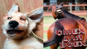 ПРИКОЛЫ С ЖИВОТНЫМИ ДО СЛЕЗ Смешные СОБАКИ Приколы Милые и смешные собаки и песики