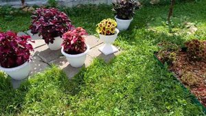 Колеусы, начинаю видео обзоры сортов 🌸