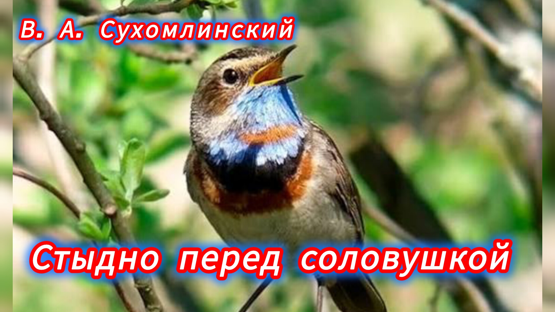 СТЫДНО ПЕРЕД СОЛОВУШКОЙ. В. А. Сухомлинский