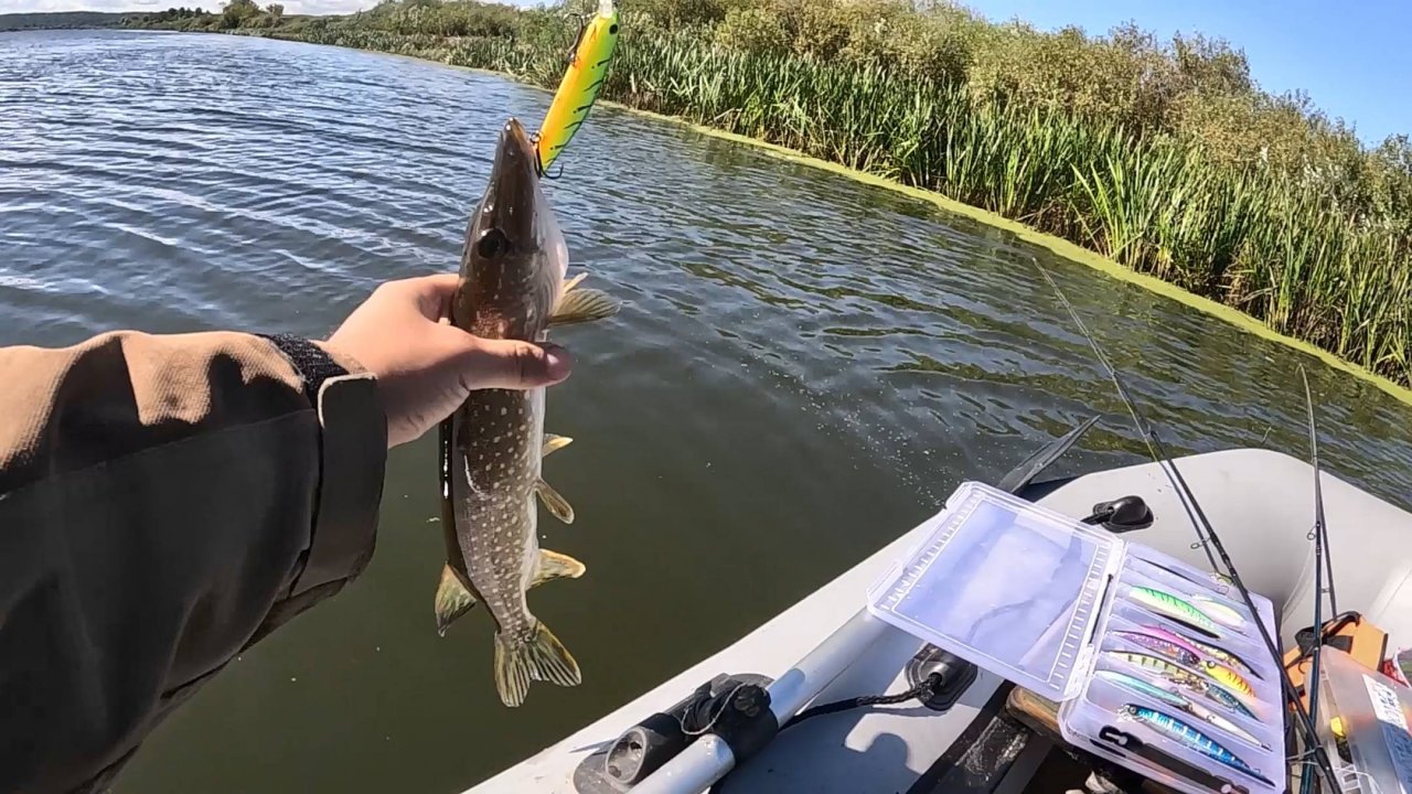 Щука на спиннинг с лодки. Рыбалка в сентябре 2025