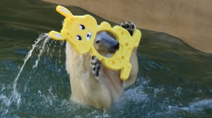 Белка и Стрелка играют с подарком от японских поклонников..