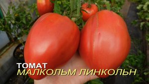 Томат МАЛКОЛЬМ ЛИНКОЛЬН (Malcolm Lincoln). Обзор сортов ТОМАТОВ!