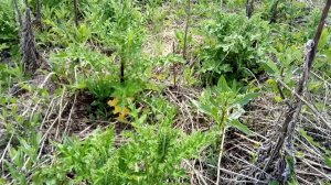 Нужно ли убирать стебли мордовника с поля