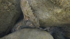 Скорпена. Большой Утриш