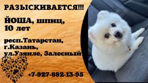 Пропала собака! ЙОША, шпиц, 10 лет. респ.Татарстан, г.Казань.
