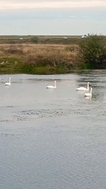 Красота. #лебеди смотреть онлайн