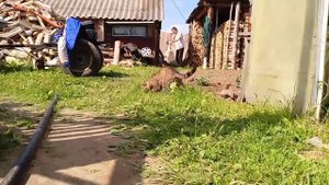 Таймлапс в деревне 🎶#деревня #работа #природа #лето