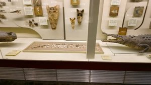 Москва. Палеонтологический музей