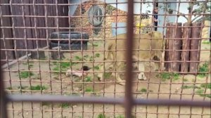Шархан Мясо на обед ещё с одного ракурса